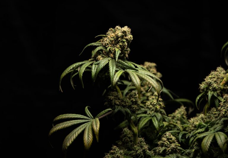 greenmarijuana plant productivity
